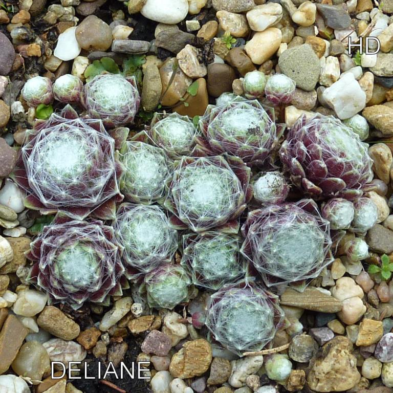 Deliane