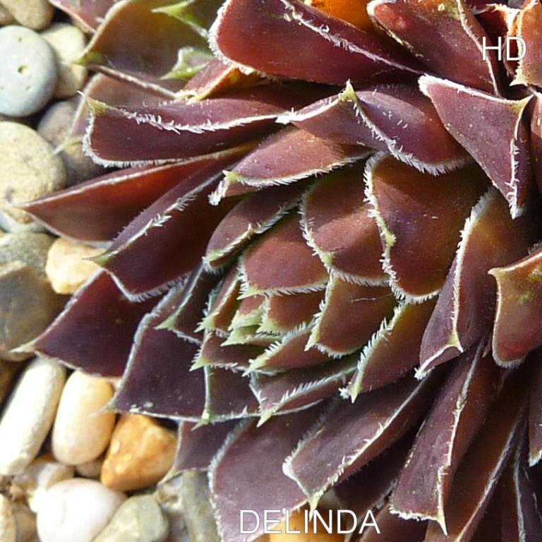 Delinda / Jovi