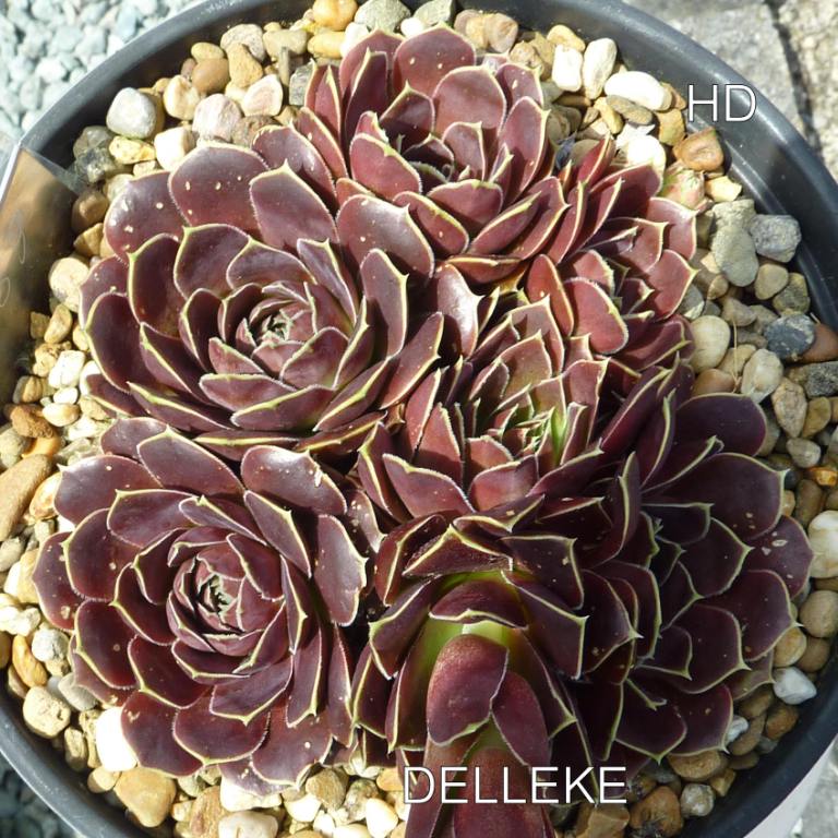 Delleke / Jovi