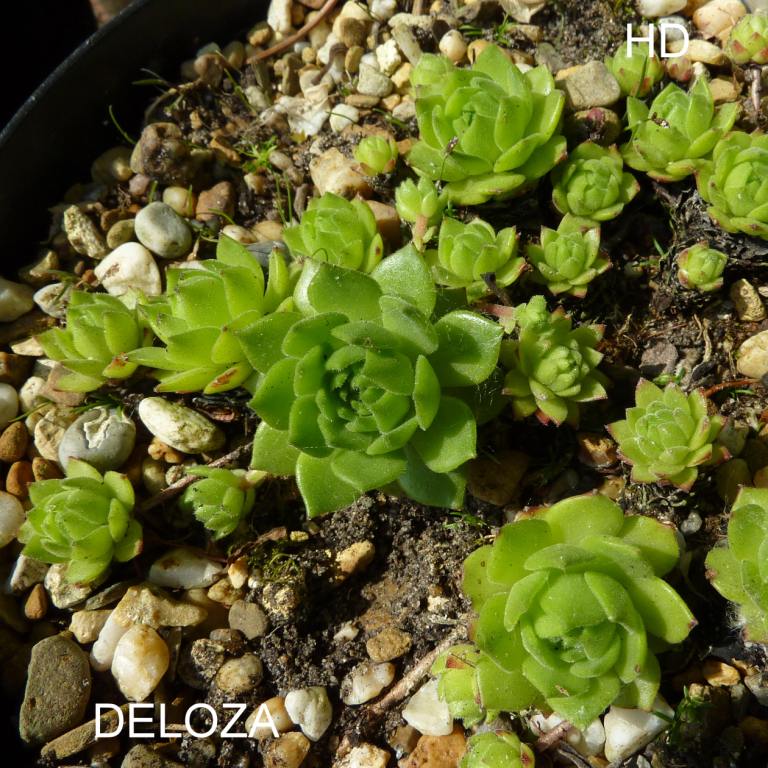 Deloza