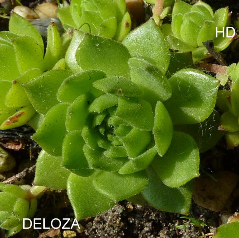 Deloza
