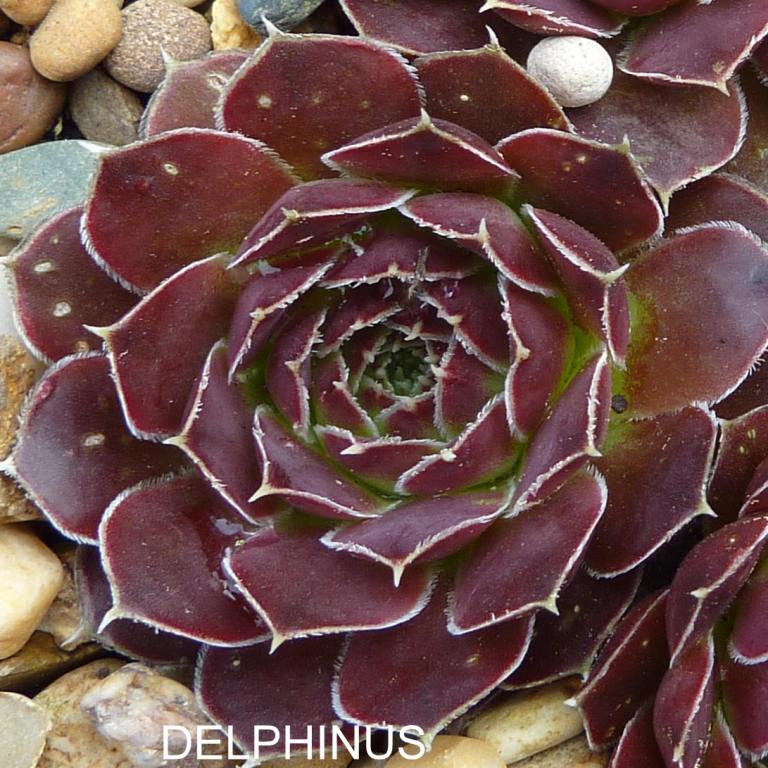 Delphinus / Jovi