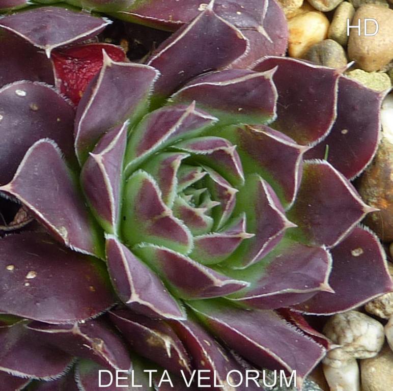 Delta Velorum / Jovi