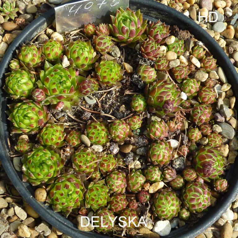 Delyska / Jovi