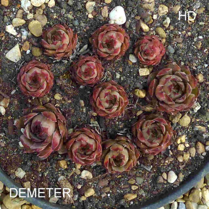Demeter