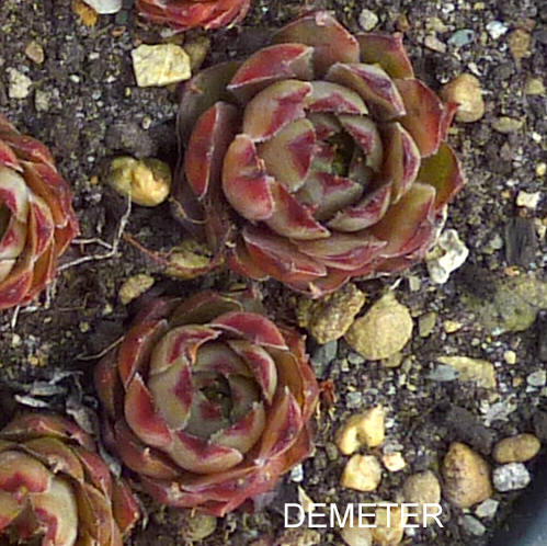 Demeter
