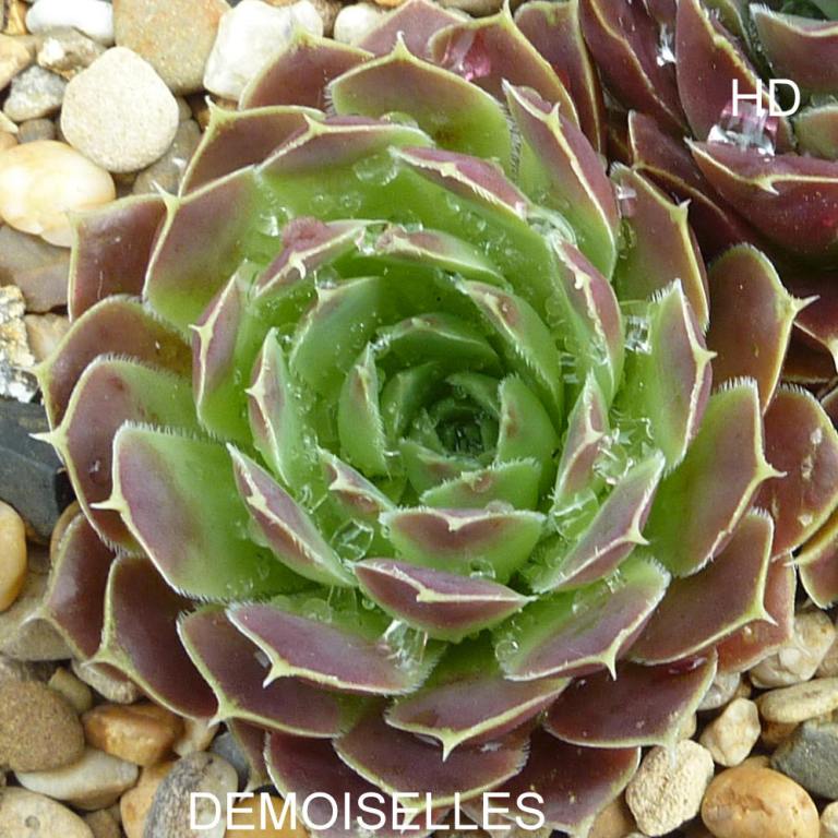 Demoiselles / Jovi