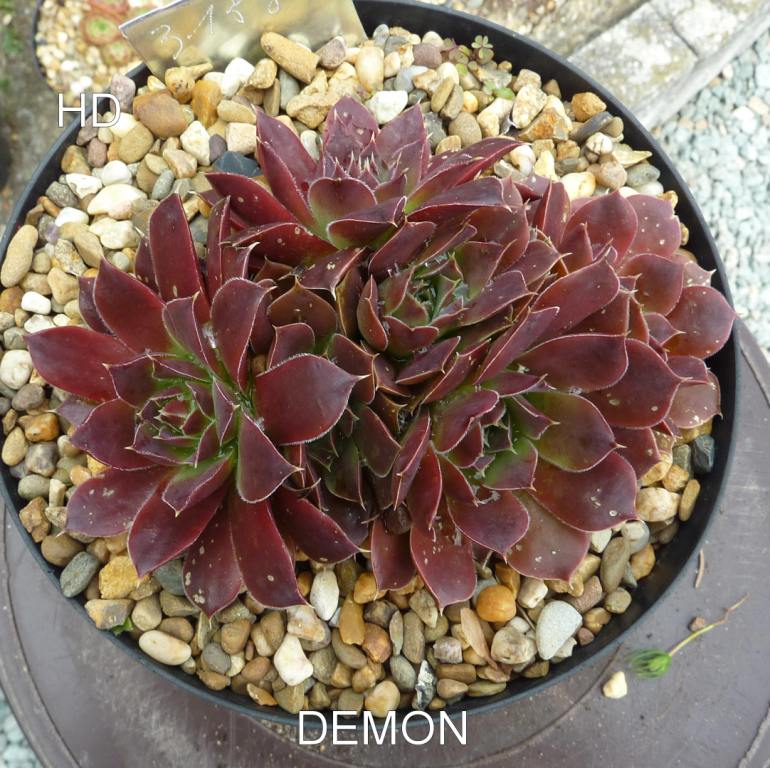 Demon / Jovi