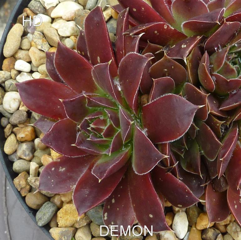 Demon / Jovi