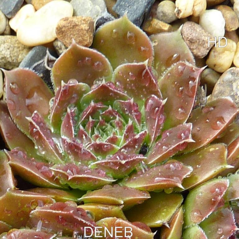 Deneb / Jovi