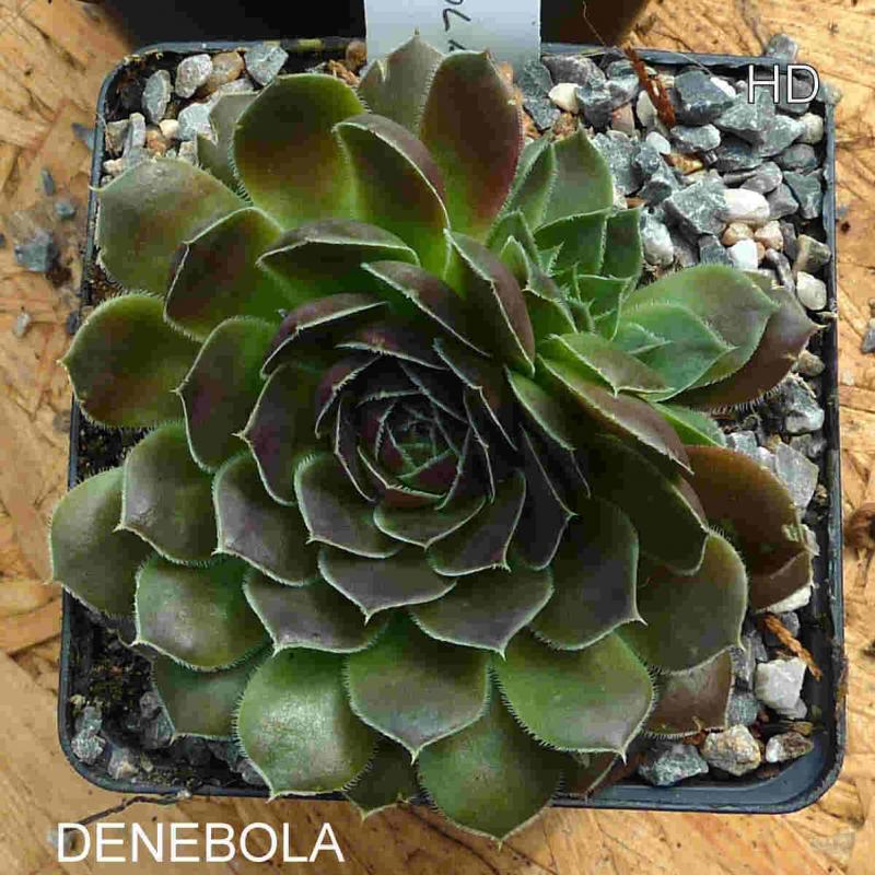 Denebola / Jovi