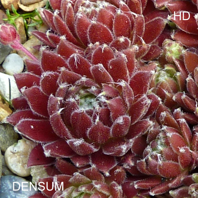Densum
