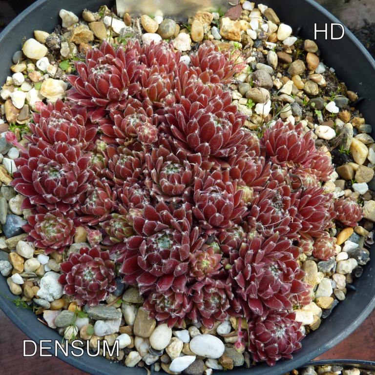 Densum