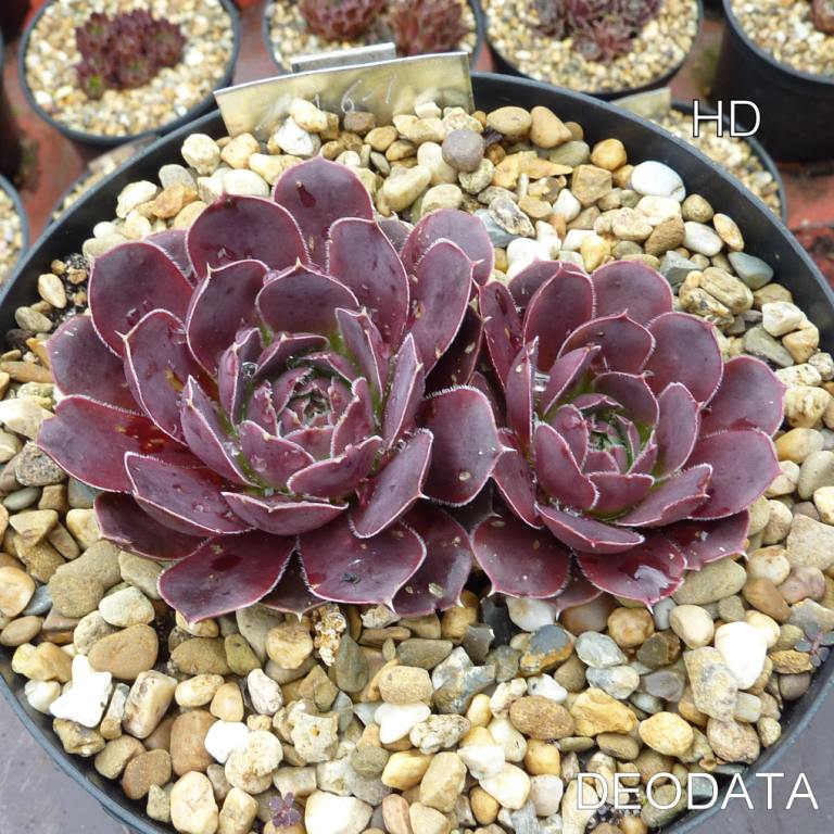 Deodata / Jovi