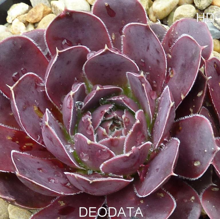 Deodata / Jovi
