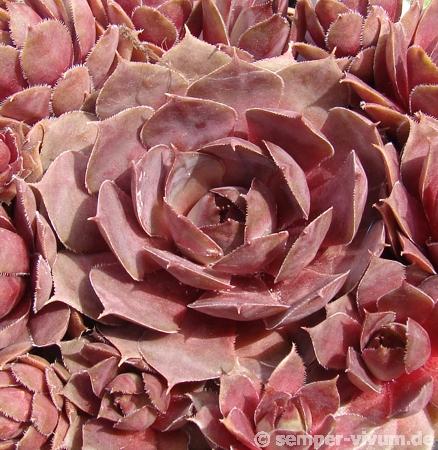 Desert Bloom