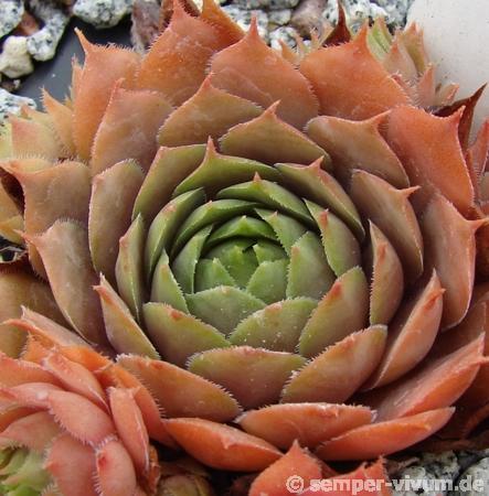Desert Bloom