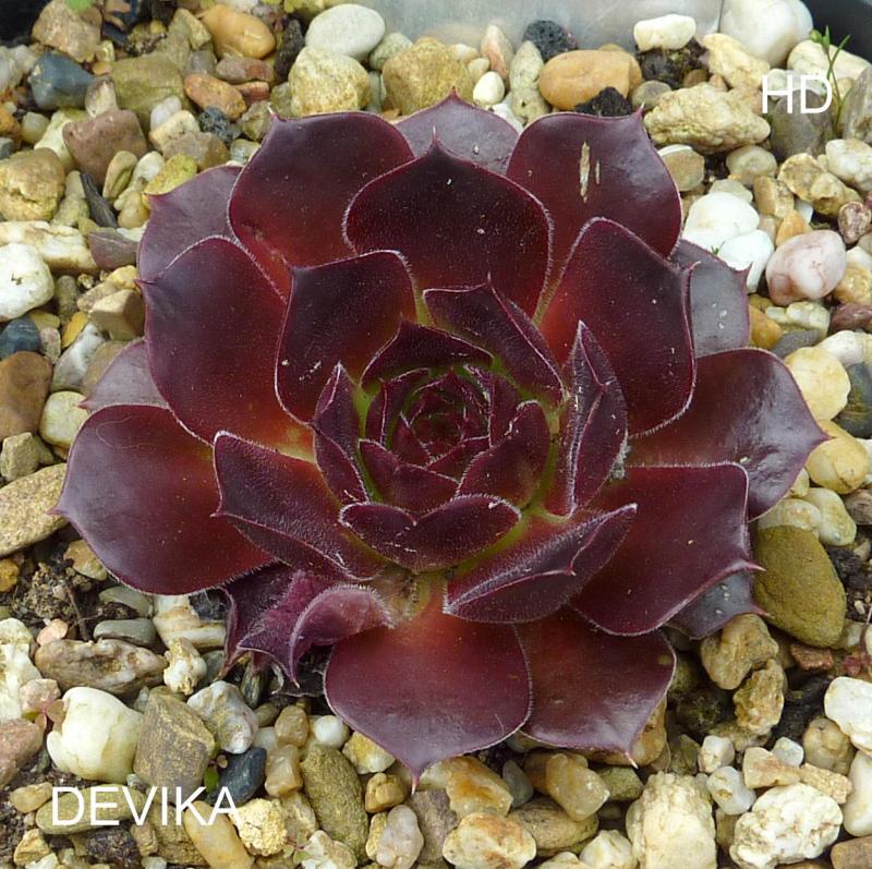Devika / Jovi
