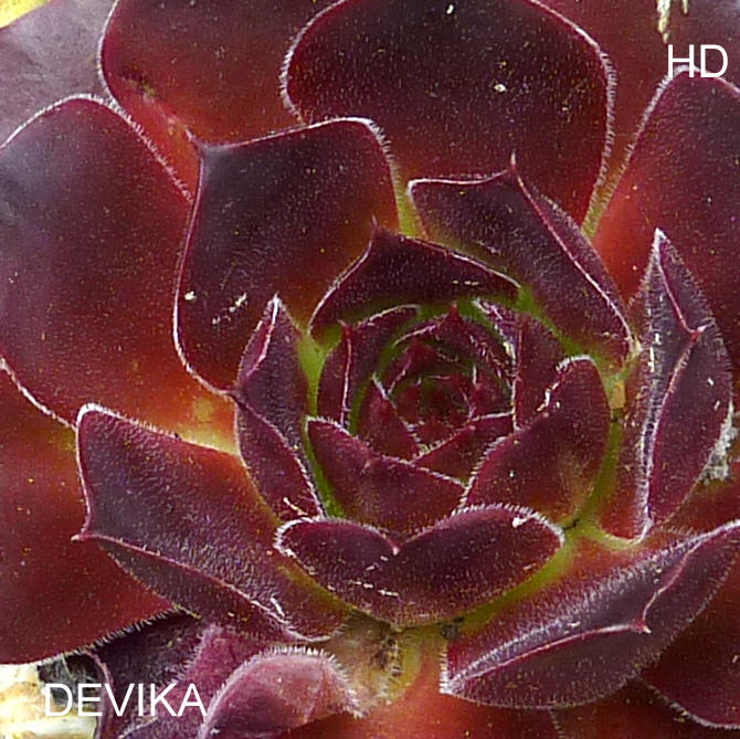Devika / Jovi