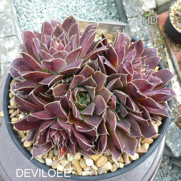 Deviloee / Jovi