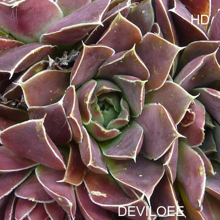 Deviloee / Jovi