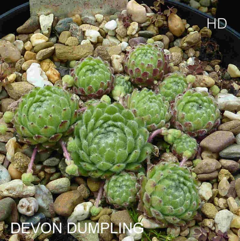 Devon Dumpling