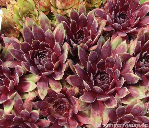 Devon Jewel