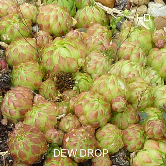 Dew Drop / Jovi