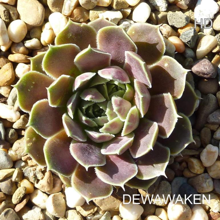 Dewawaken / Jovi