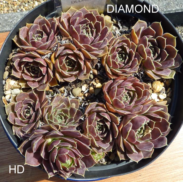 Diamond / Jovi