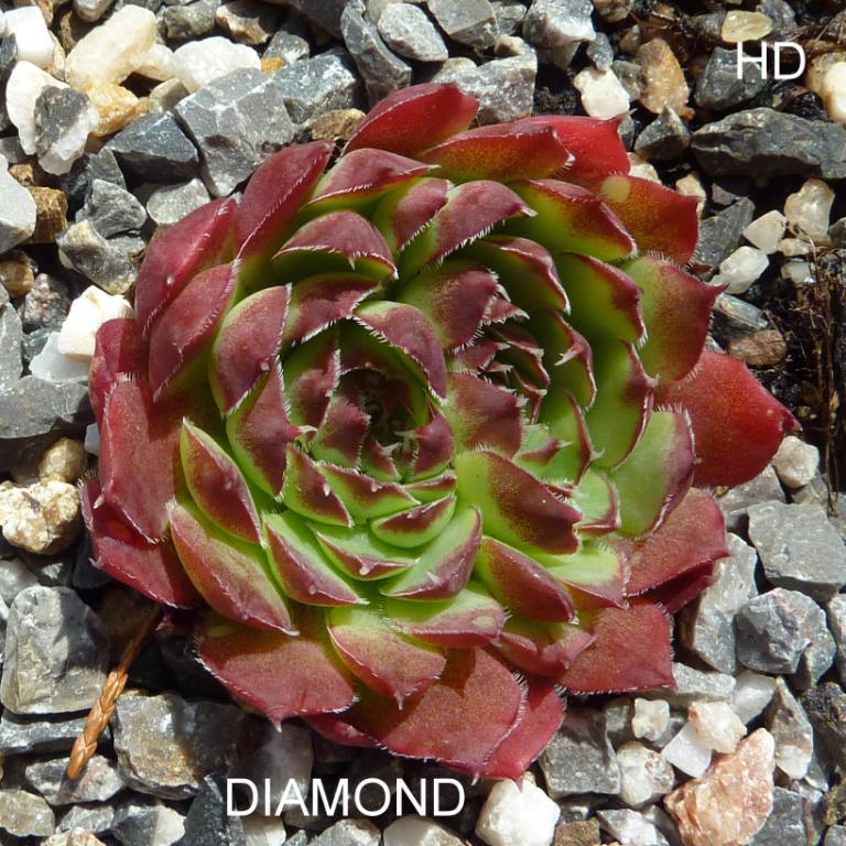 Diamond / Jovi