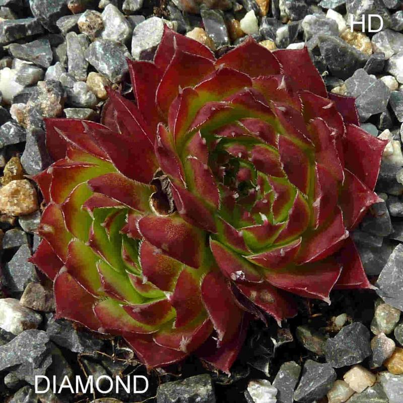 Diamond / Jovi