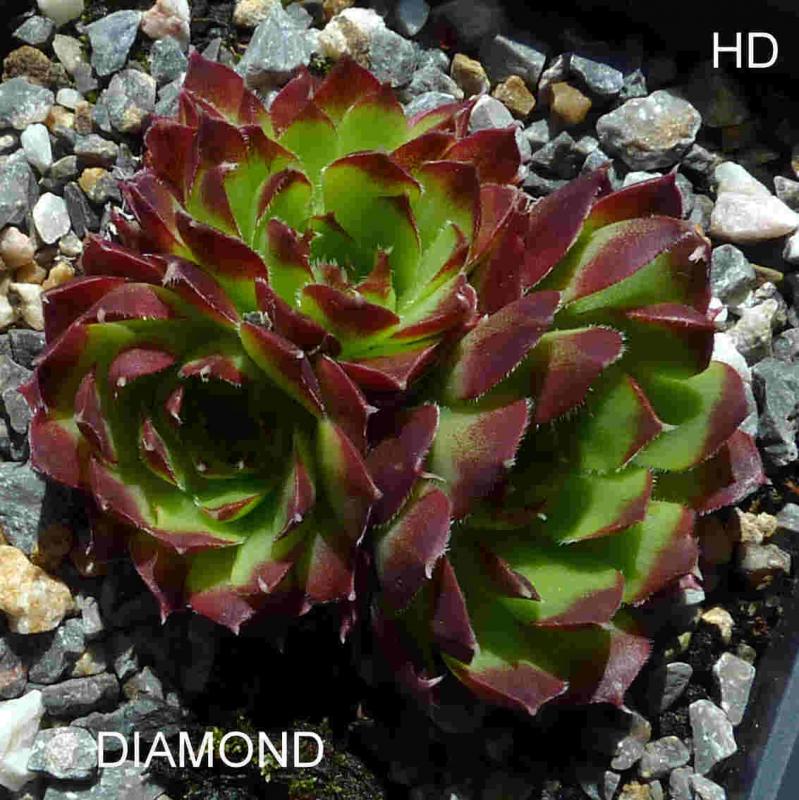 Diamond / Jovi