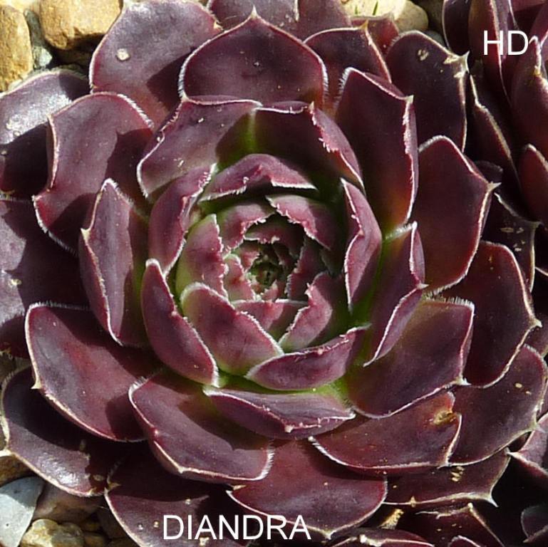Diandra / Jovi