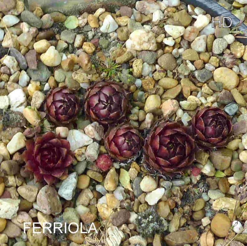 Ferriola