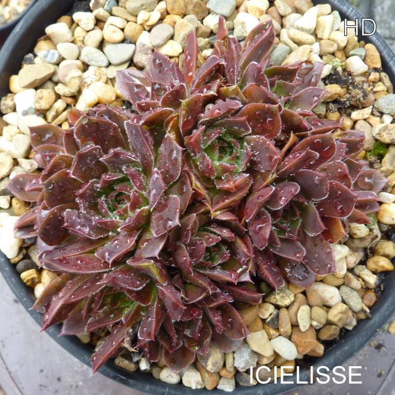 Icielisse / Jovi