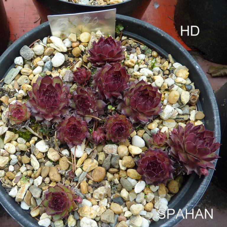 Ispahan