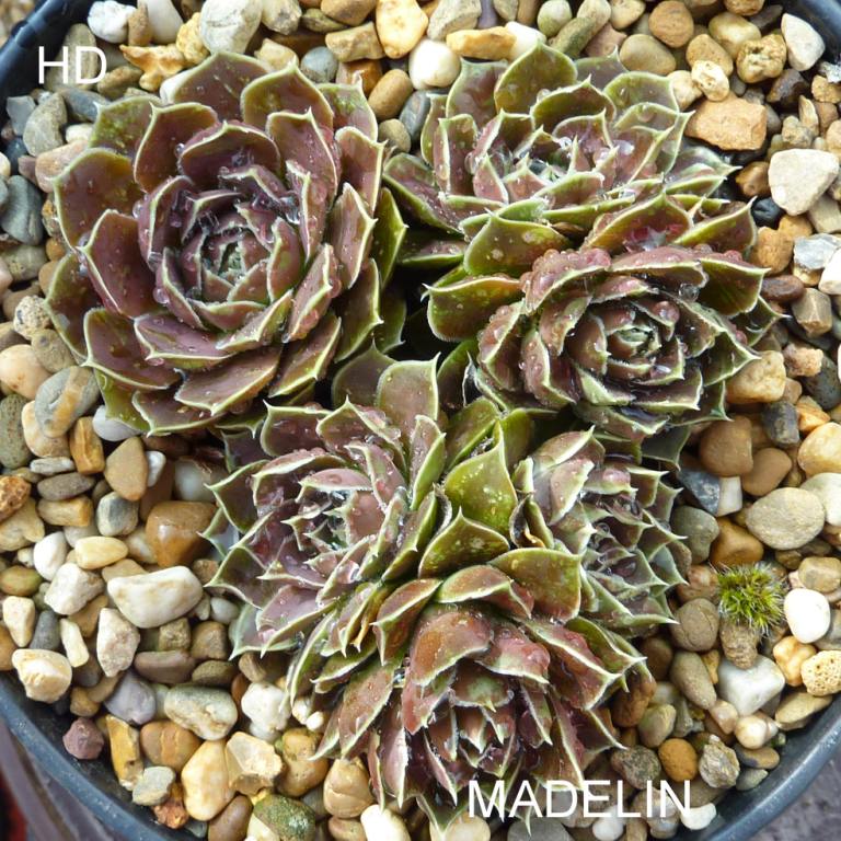 Madelin / Jovi ( II )