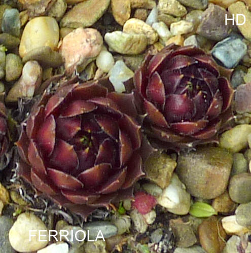 Ferriola