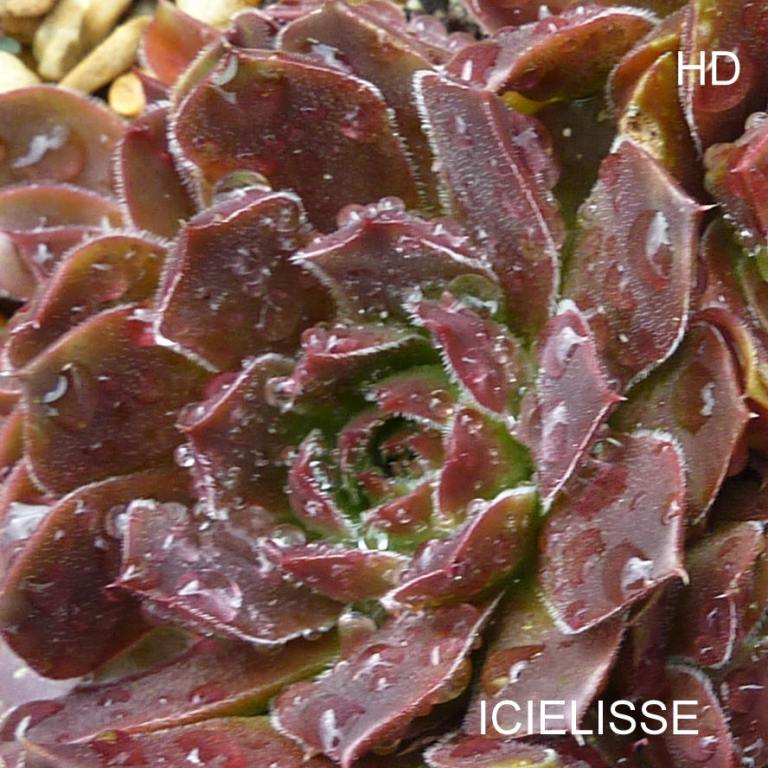 Icielisse / Jovi