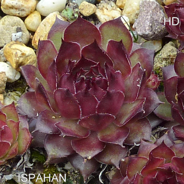 Ispahan