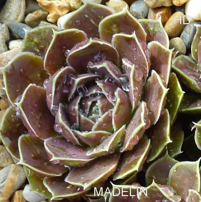 Madelin / Jovi ( II )