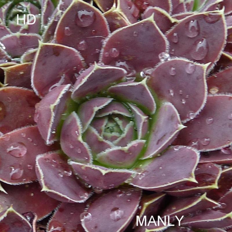 Manly / Jovi