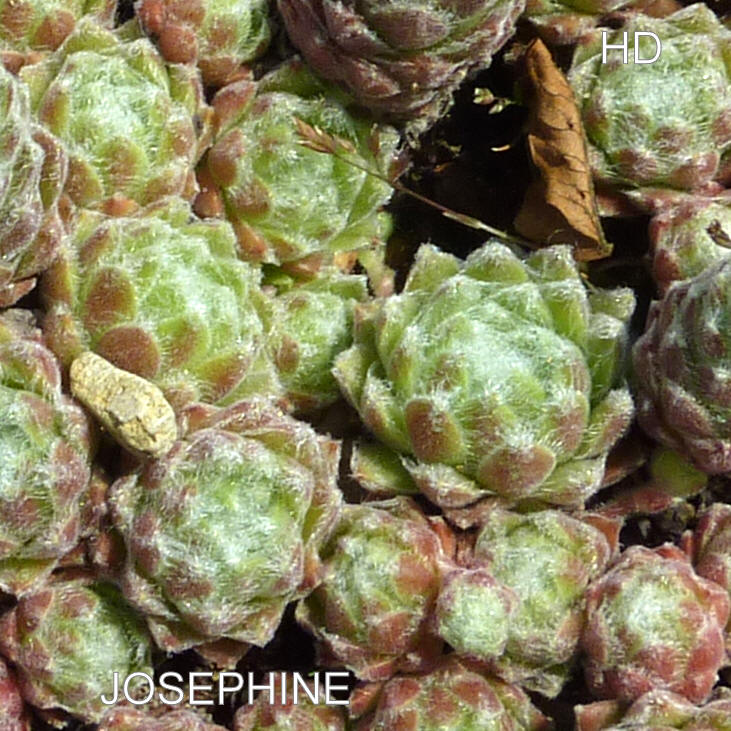 Josephine