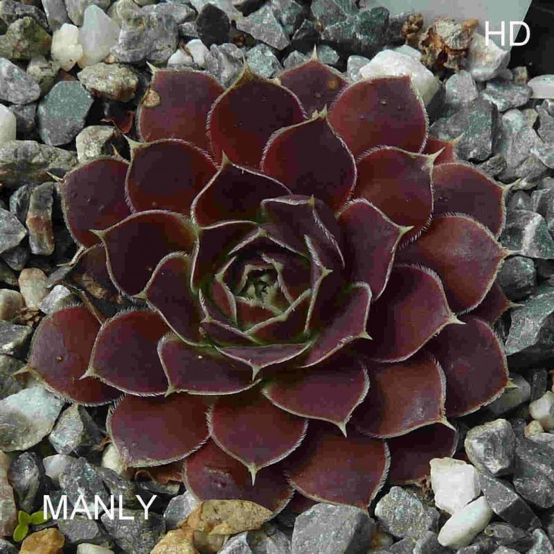 Manly / Jovi