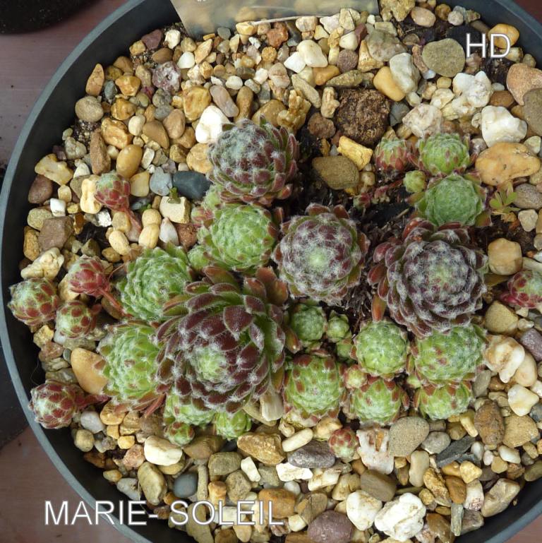 Marie-Soleil