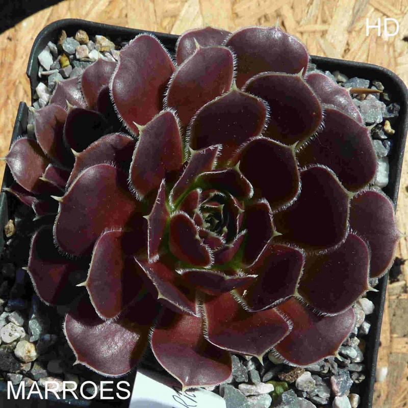 Marroes / Jovi