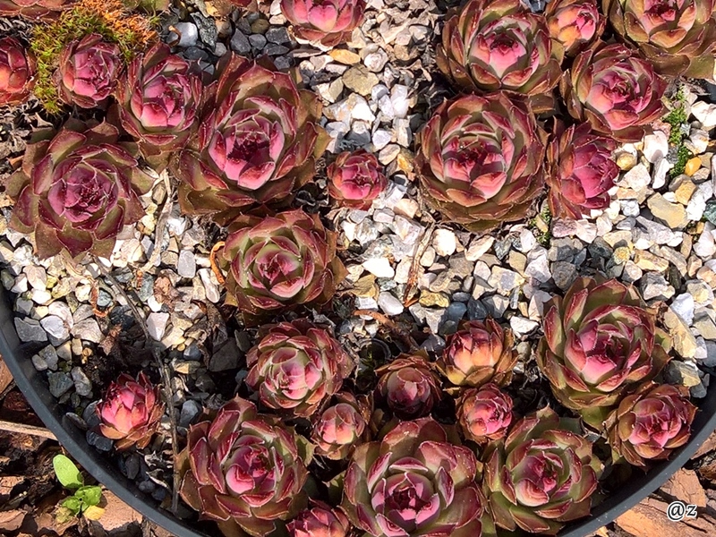 Ispahan