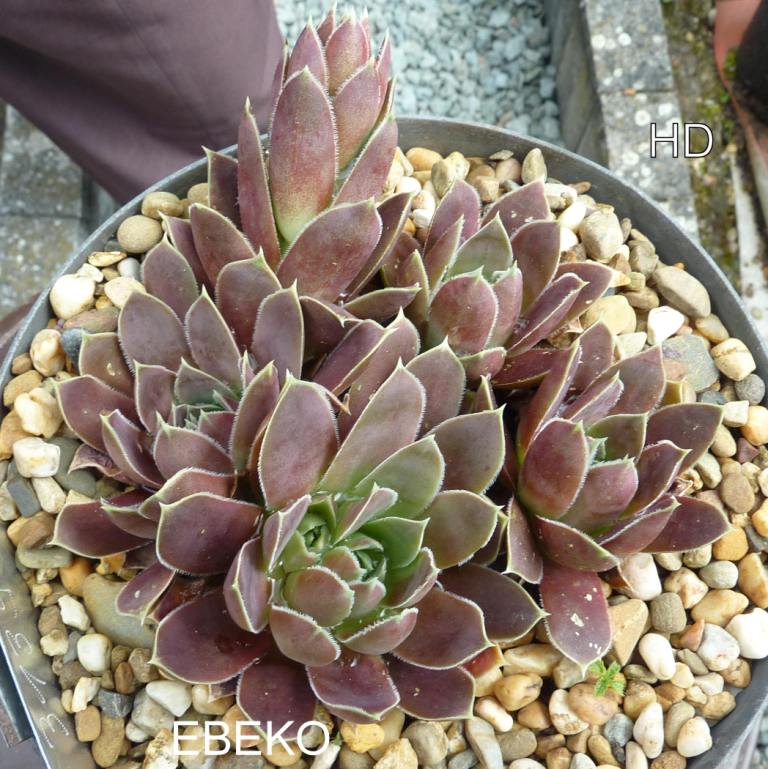Ebeko / Jovi