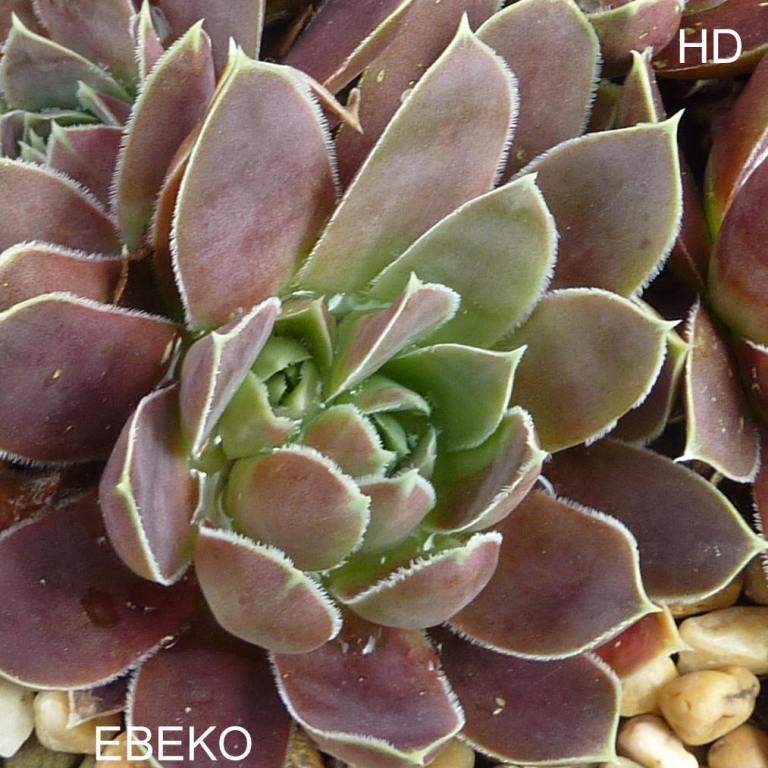 Ebeko / Jovi